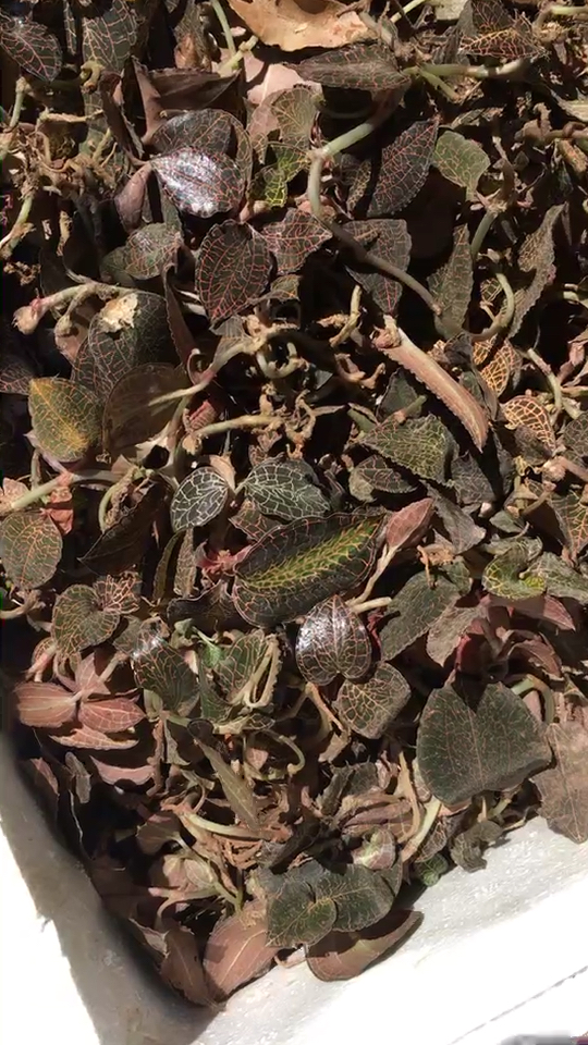 广西野生金线莲