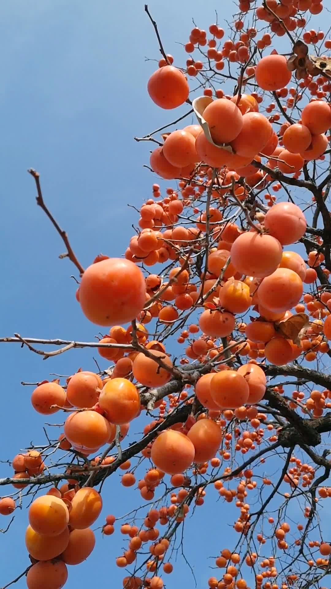 柿子树美景来啦