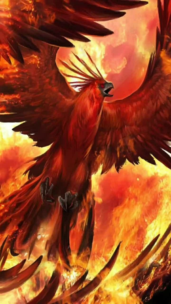 动态壁纸-火鹰