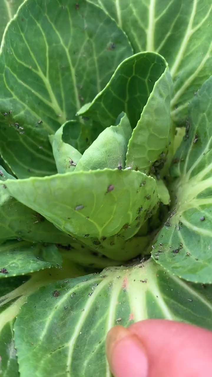 阳台种菜菜上有蚜虫,小黑飞,教你一招