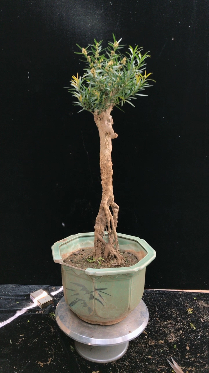 雀舌水黄杨  高提根