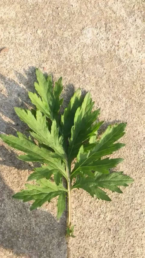 传说中的九尖蕲艾叶