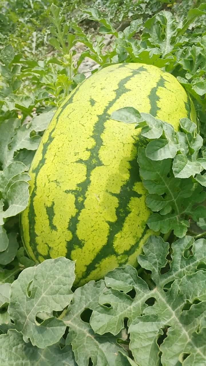 甘肃靖远县硒砂瓜