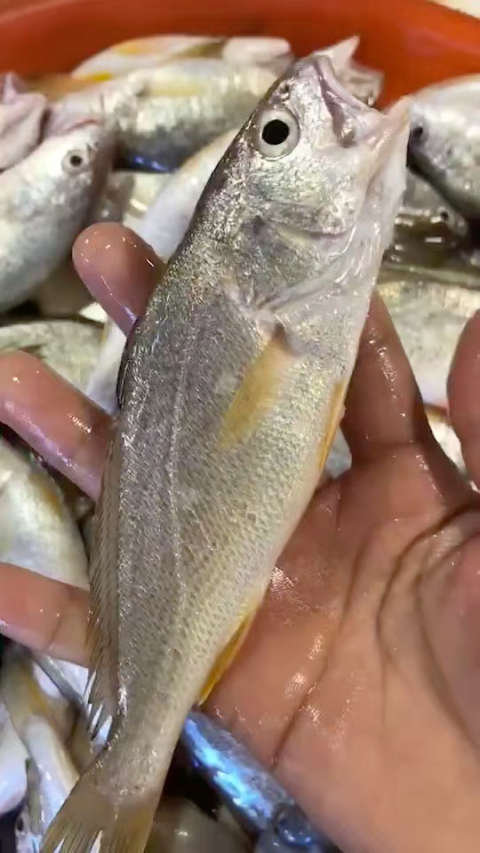 小春子鱼 一斤3-4条  价格美丽