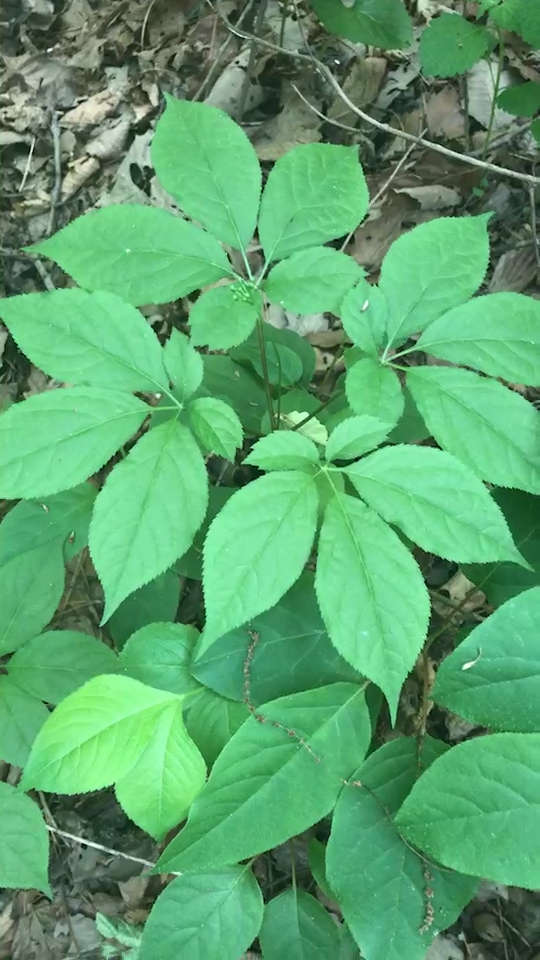 传说中的人参叶子就是这样滴.4品叶