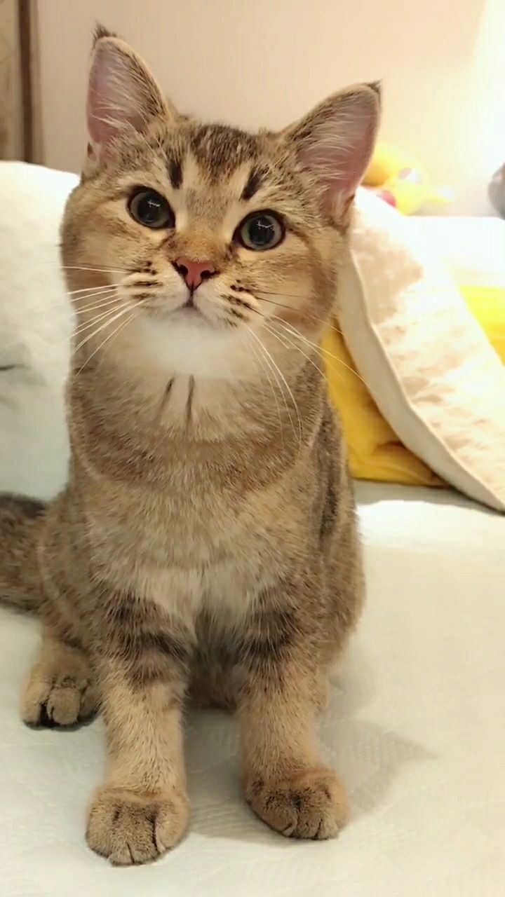 这里有一只萌小呆