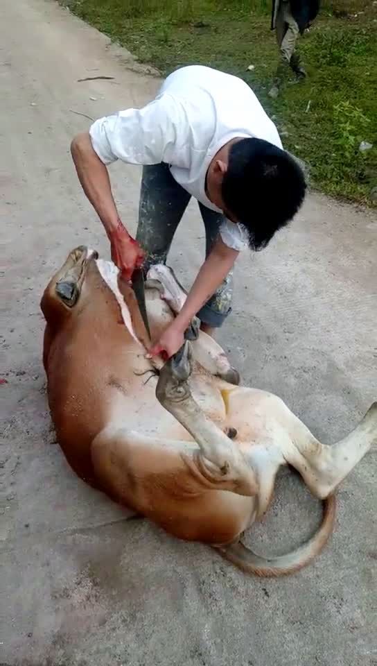 杀黄牛90,来招待亲切