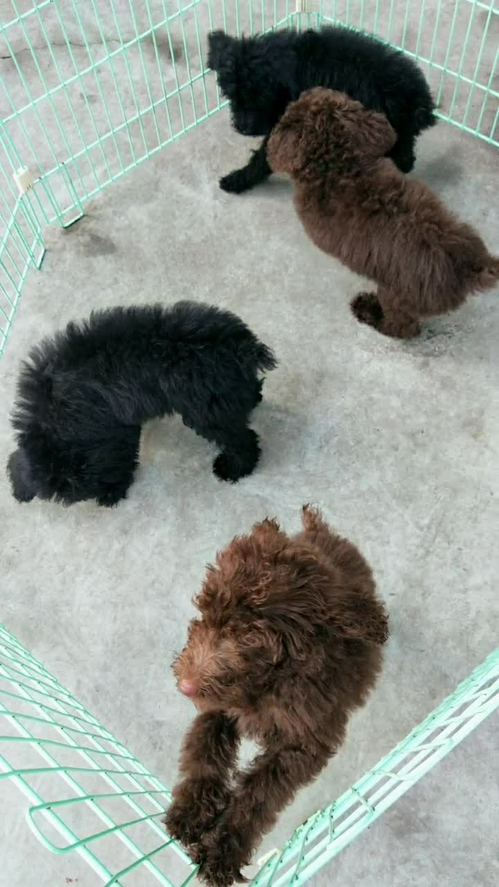 出售两个月小巨贵,联系电话17332606188