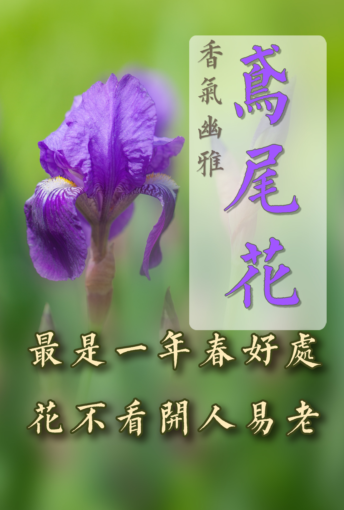 我叫鸢尾花.重新设计了文案,哈哈哈.有趣的灵魂有几个?