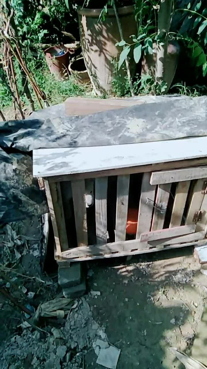 自制的狗笼