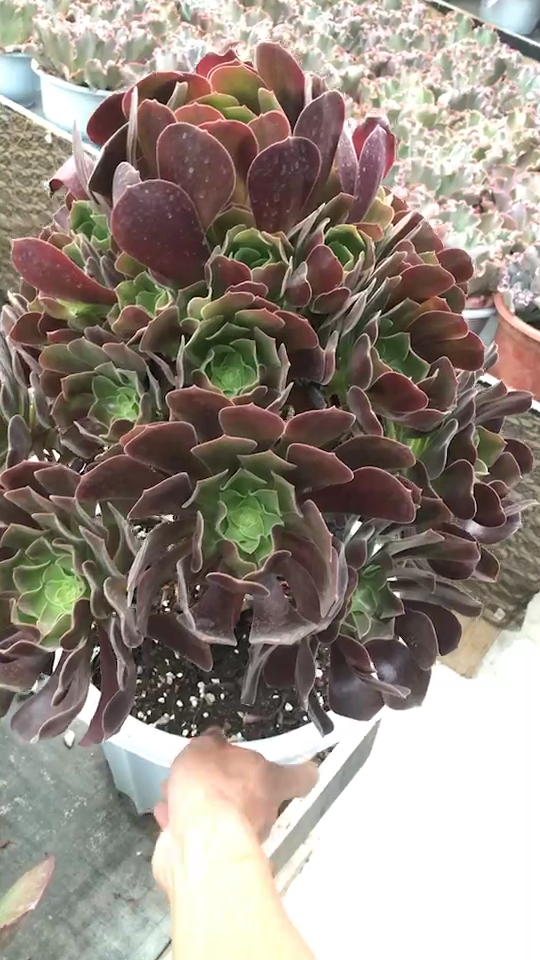 紫羊绒法师,完美捧花状00