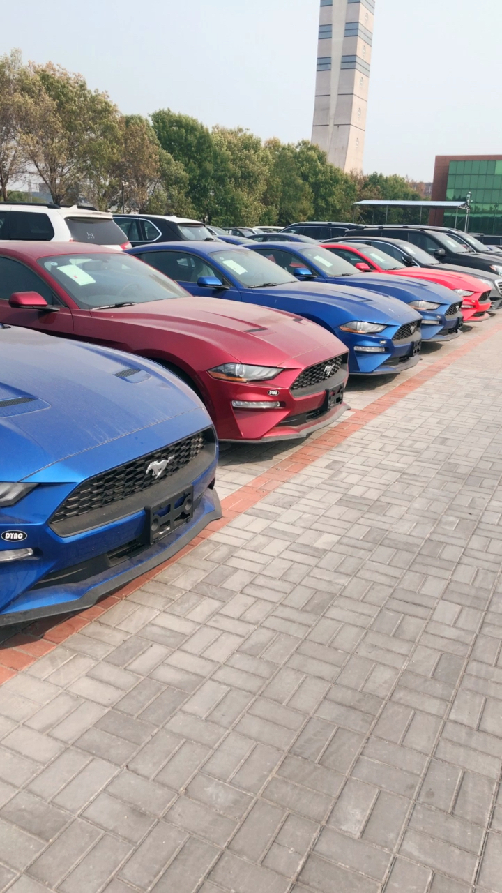 福特野马车队 一排排