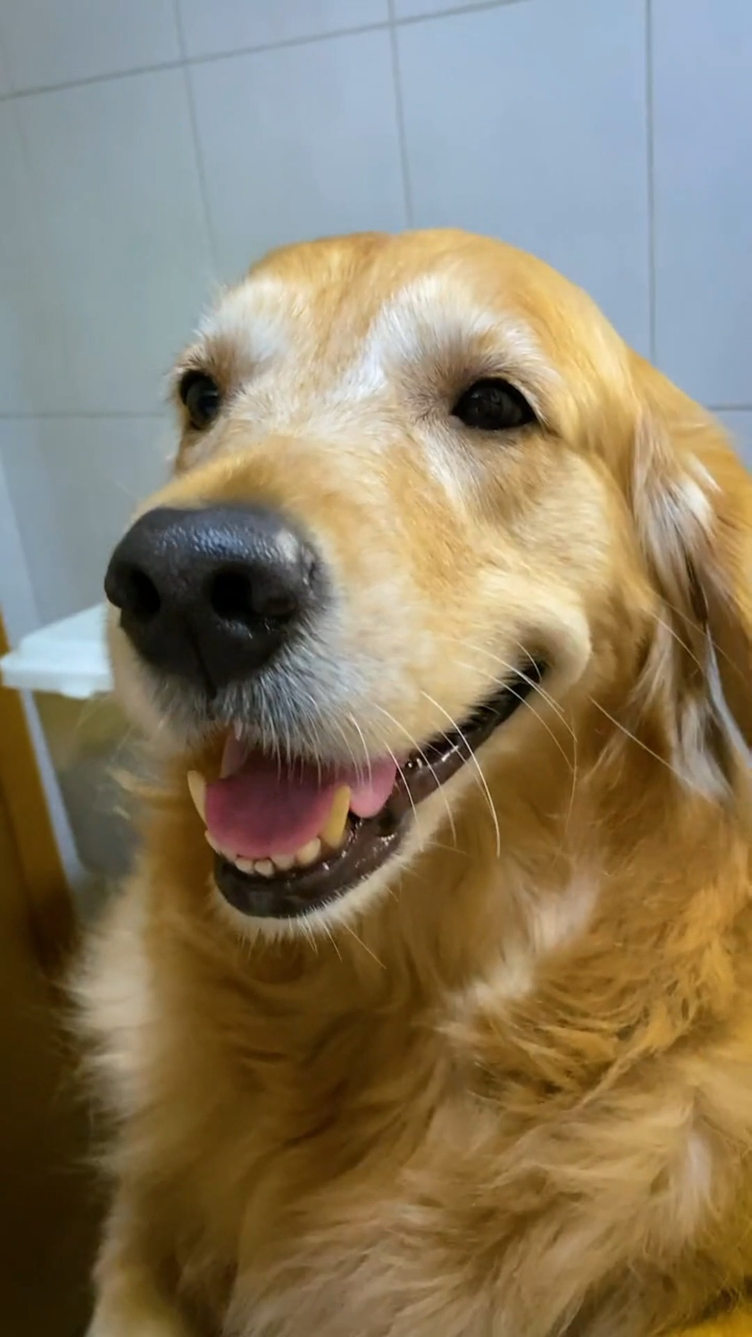 妈妈,就算你不说,我也早就对它打上注意了.#宠物 #金毛 #搞笑