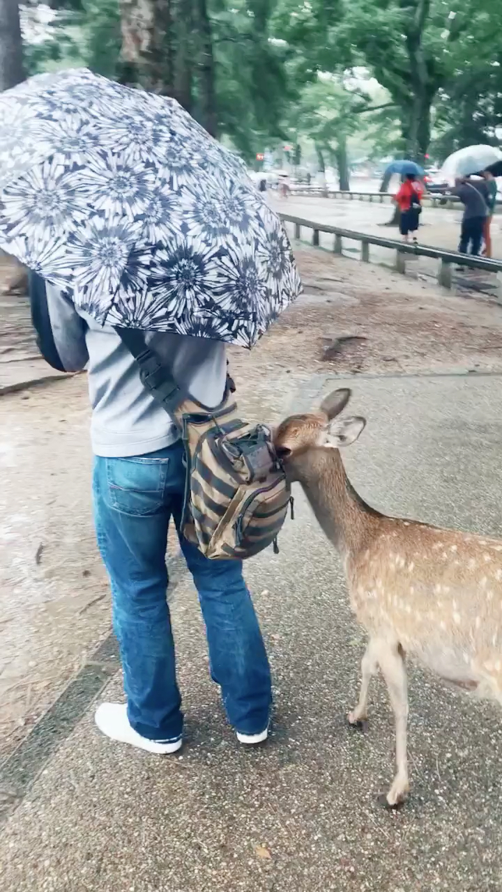 奈良鞠躬鹿,你给他喂食她会给你鞠躬哦78