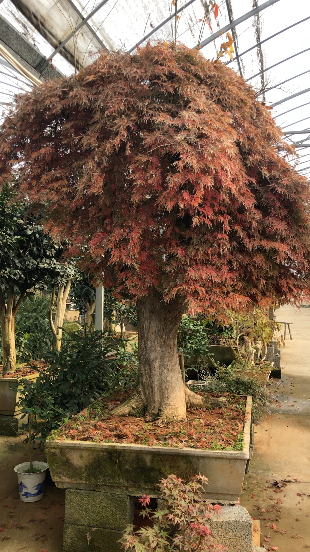 精品羽毛枫盆景,别墅庭院居家必备