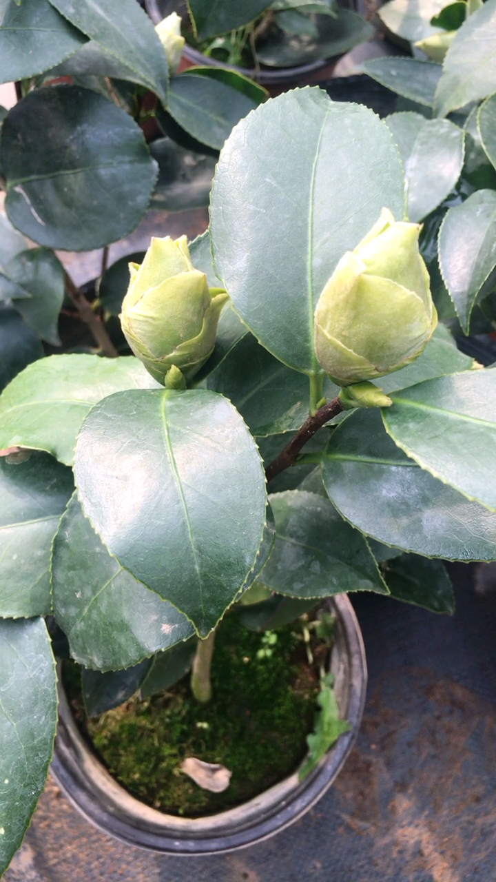 绿可娜茶花,特点花苞比别的品种都大了好几倍