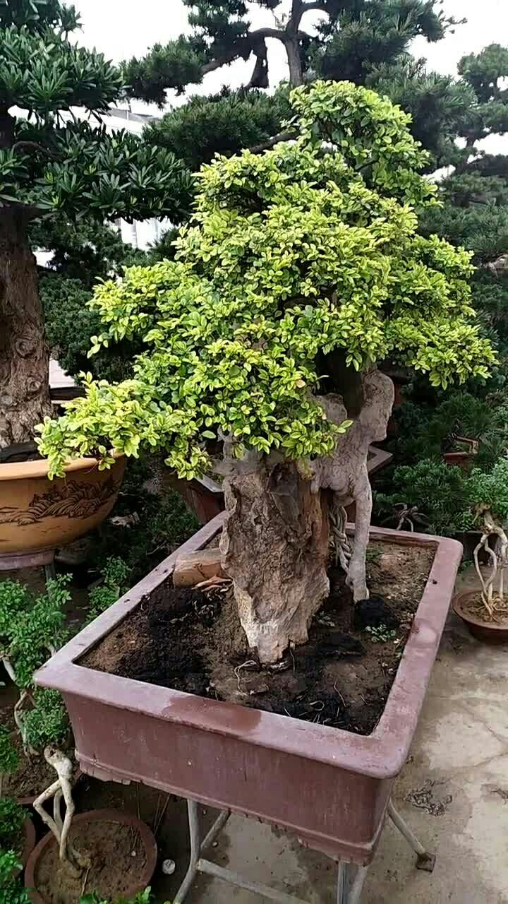 一盆很棒的抱石榆树盆景,养成这样,需要多少年功?