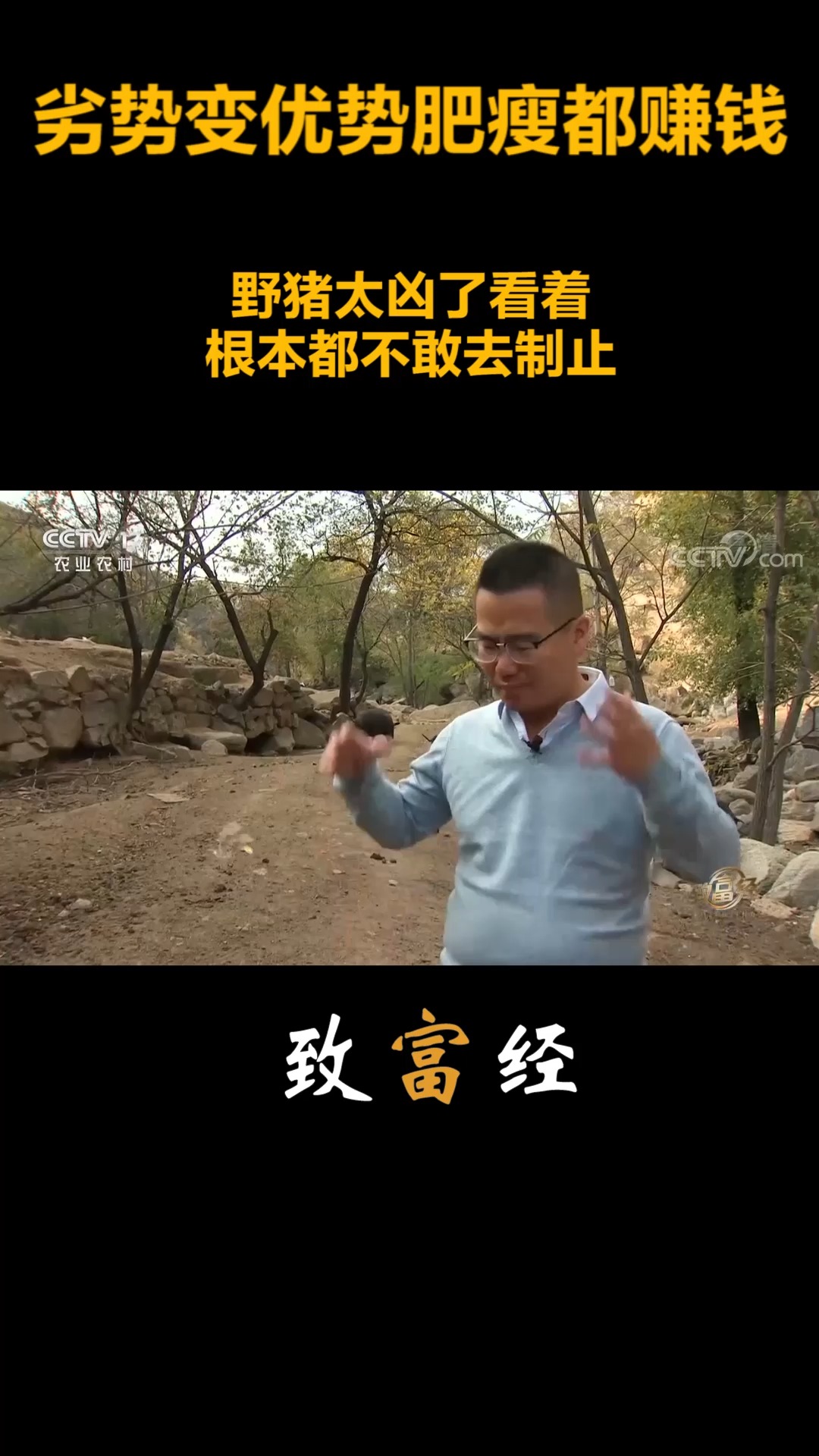 致富经野猪(致富经野猪养殖视频)