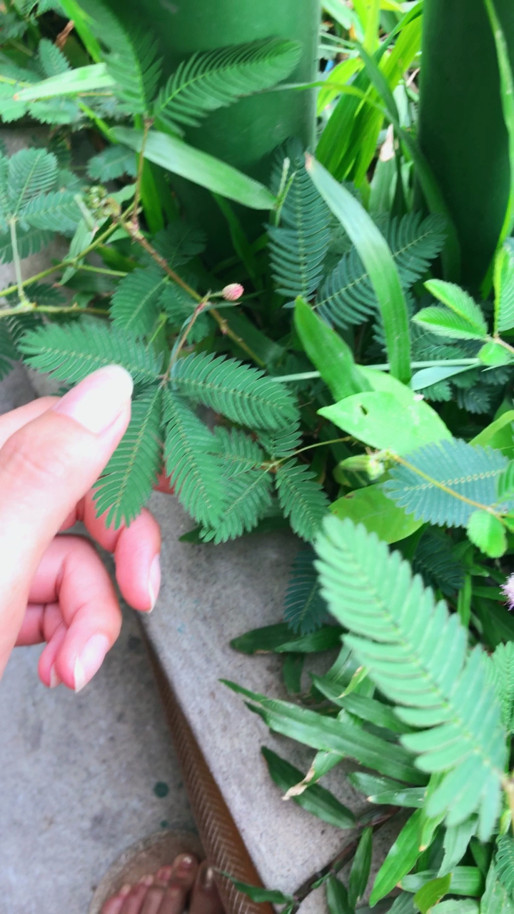 含羞草,谁见过,见过的点赞哦!只要一摸就会害羞的草,真有意思