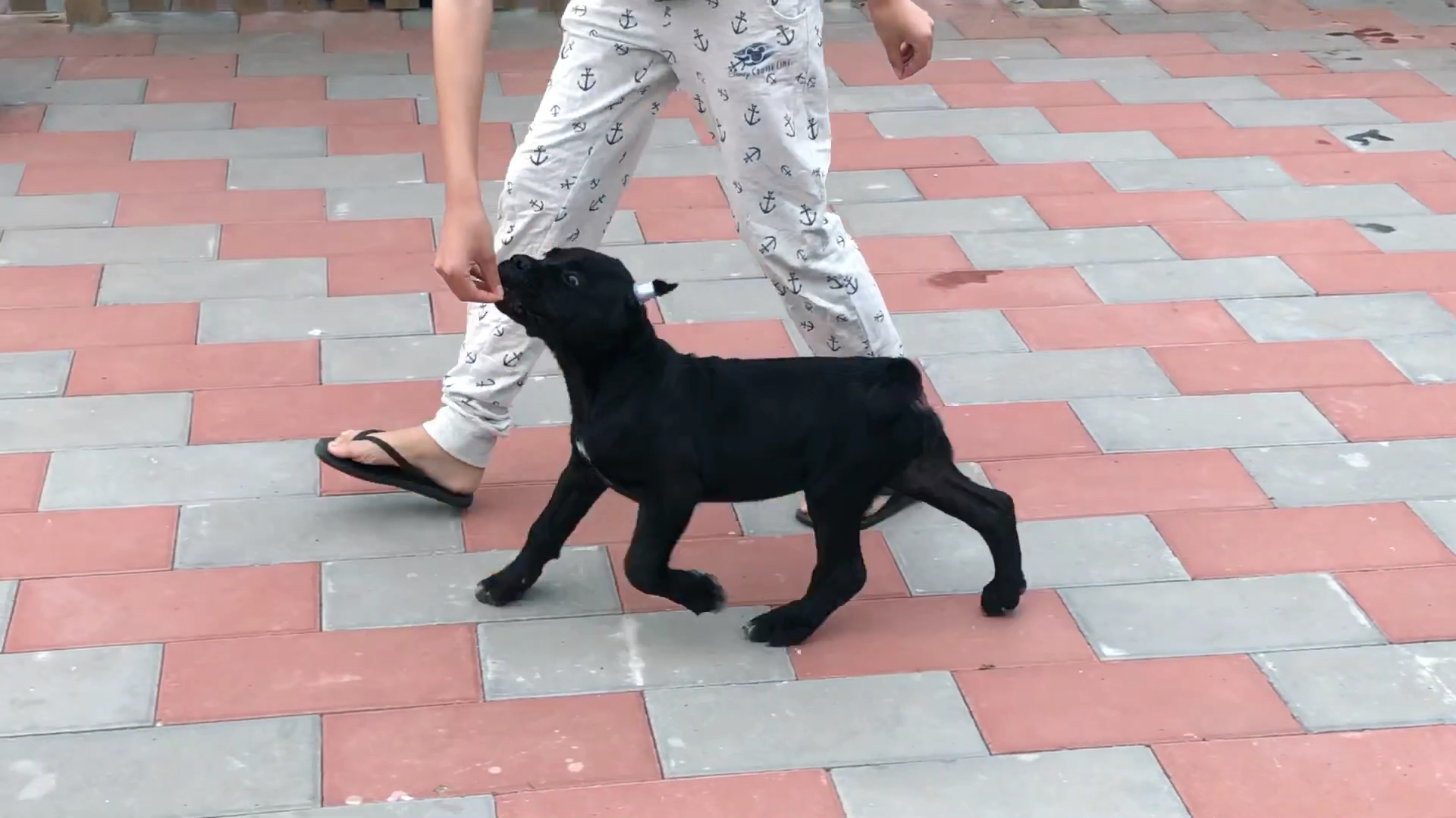 两个月卡斯罗幼犬了解一下#卡斯罗#萌宠#卡斯罗幼犬#北京#狗