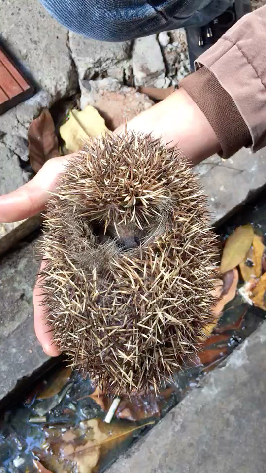 刺猬以为自己的刺可以很好的保护自己,把自己缩成一团.