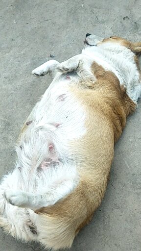 我们家大肚婆怀孕一个多月了