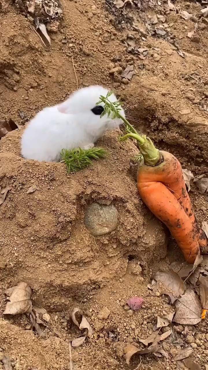 小兔子吃萝卜