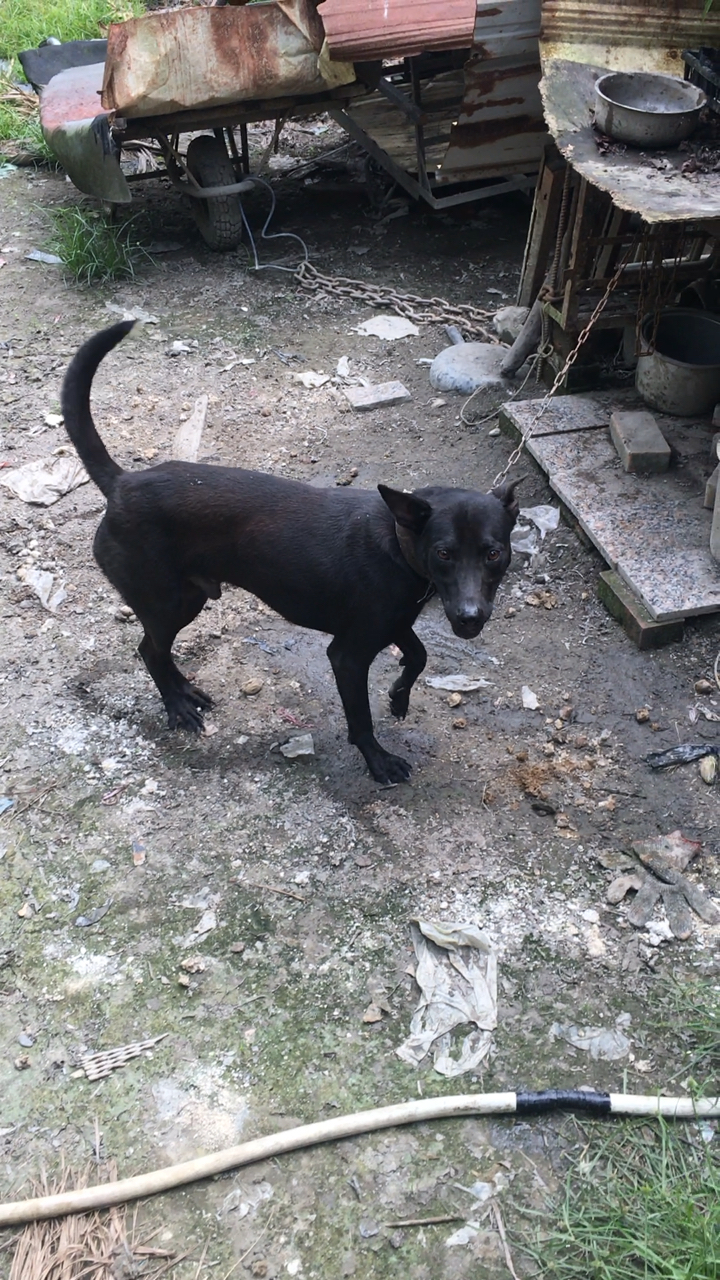 宝贝3号田中霸主,正宗台湾土狗灰舌头带斑点,忠心护主