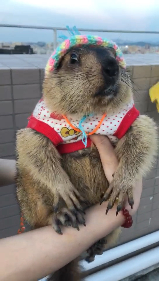 一本正经的样子