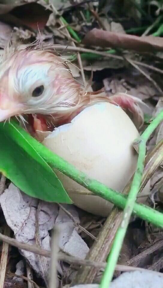 你有见过一个鸡如何从鸡蛋里破壳而出吗?