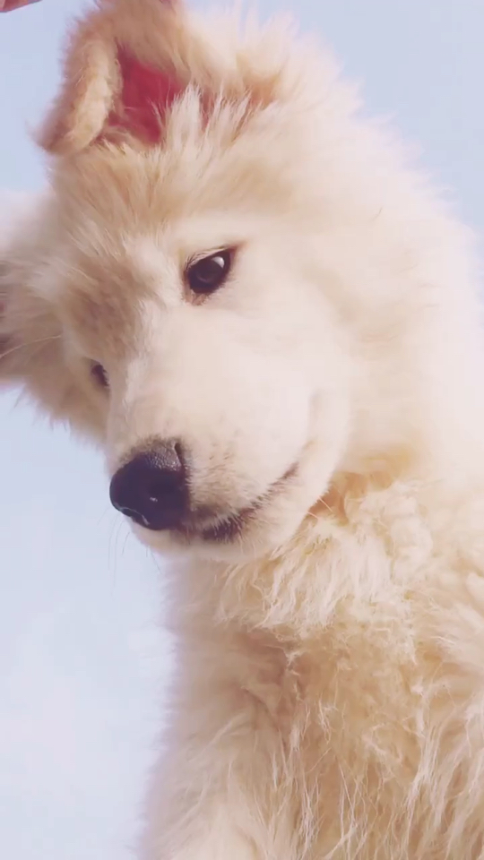 金萨狗狗尴尬期,成猴脸97