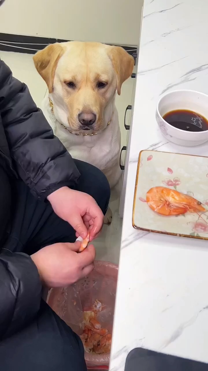狗子吃虾真讲究,扒壳,蘸料,一样都不能少