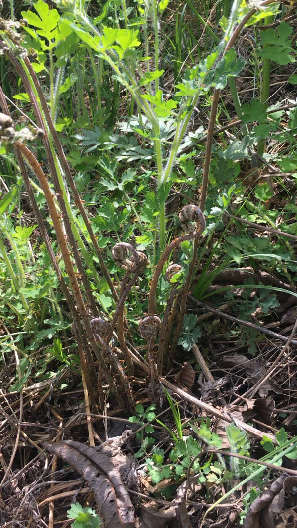 长白山山菜:猴腿!