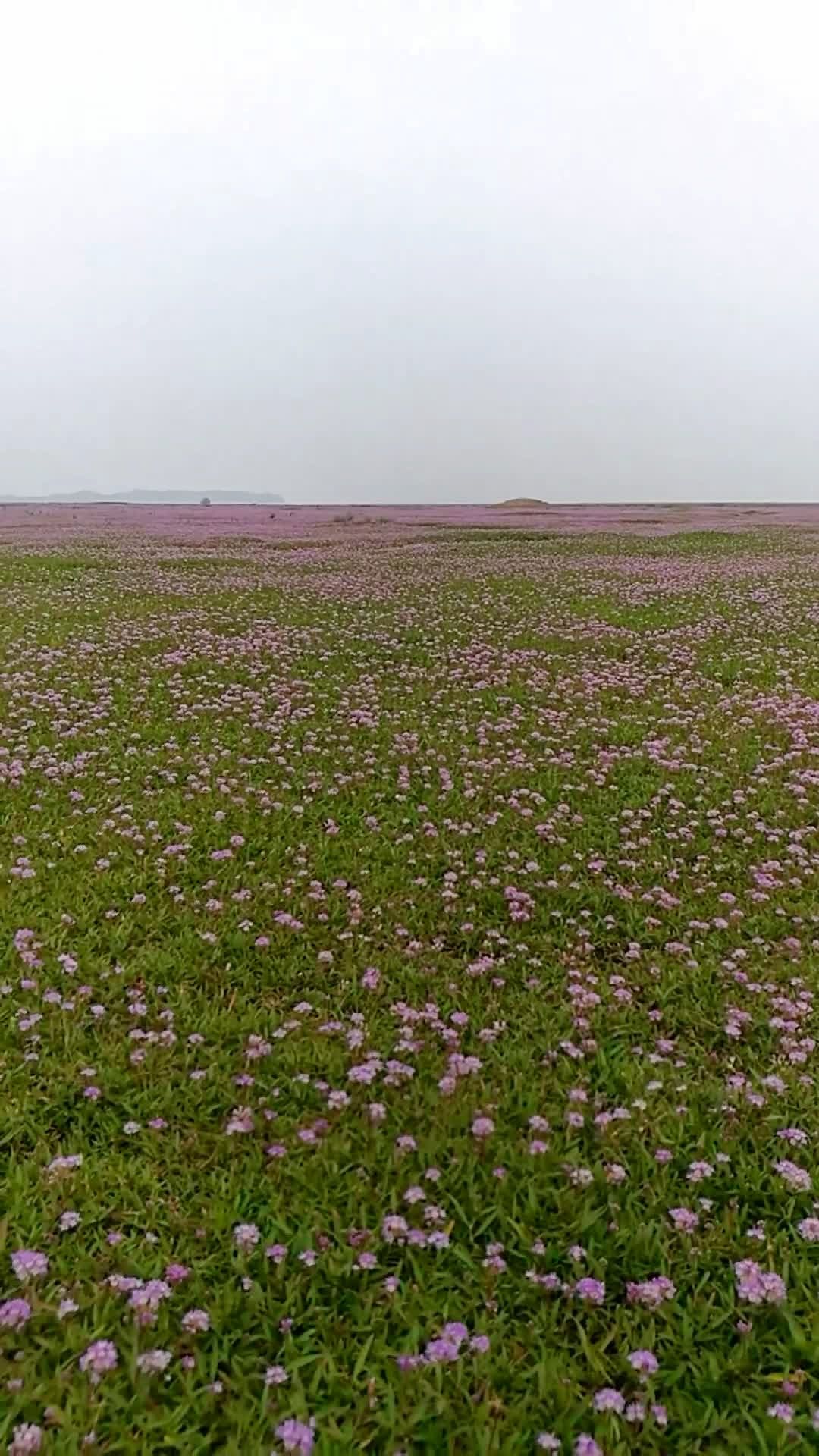 江西都昌-鄱阳湖花海