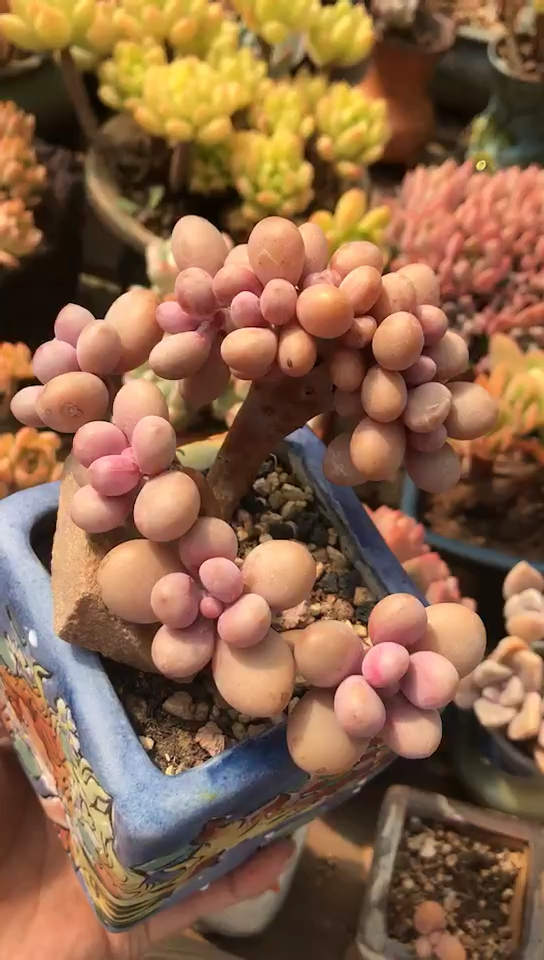 桃蛋缀化,喜欢加微18332641919