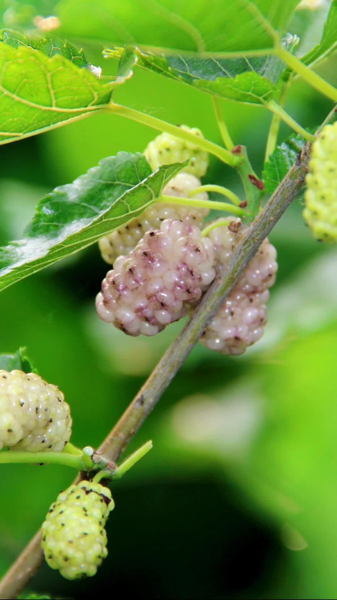 白珍珠果桑介绍,果桑品种韩国大白珍珠是一种适合鲜食采摘的水果桑葚