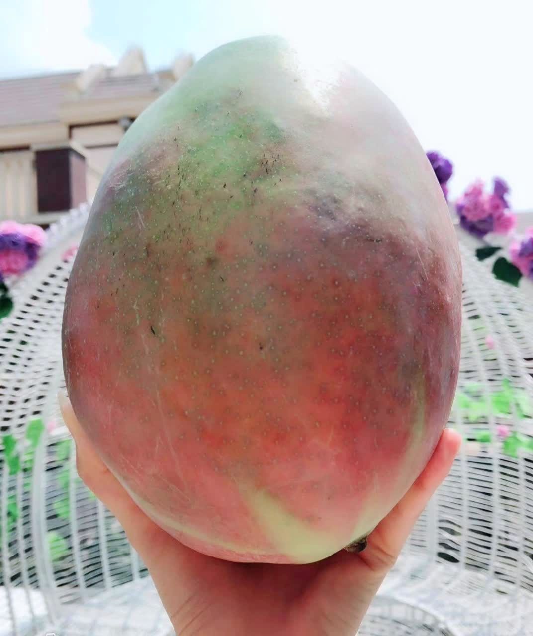 目前见你最大的芒果?猜猜多少斤?