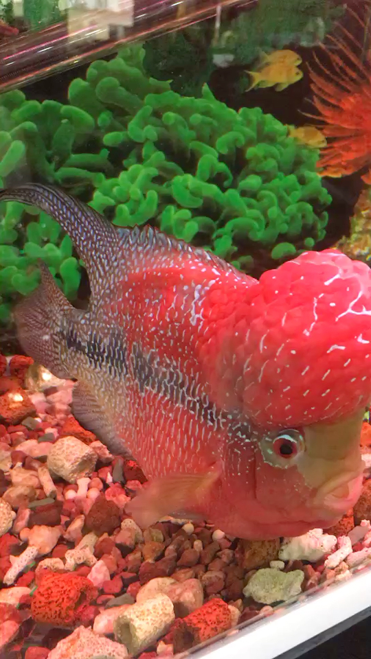 发财鱼,点赞都发财