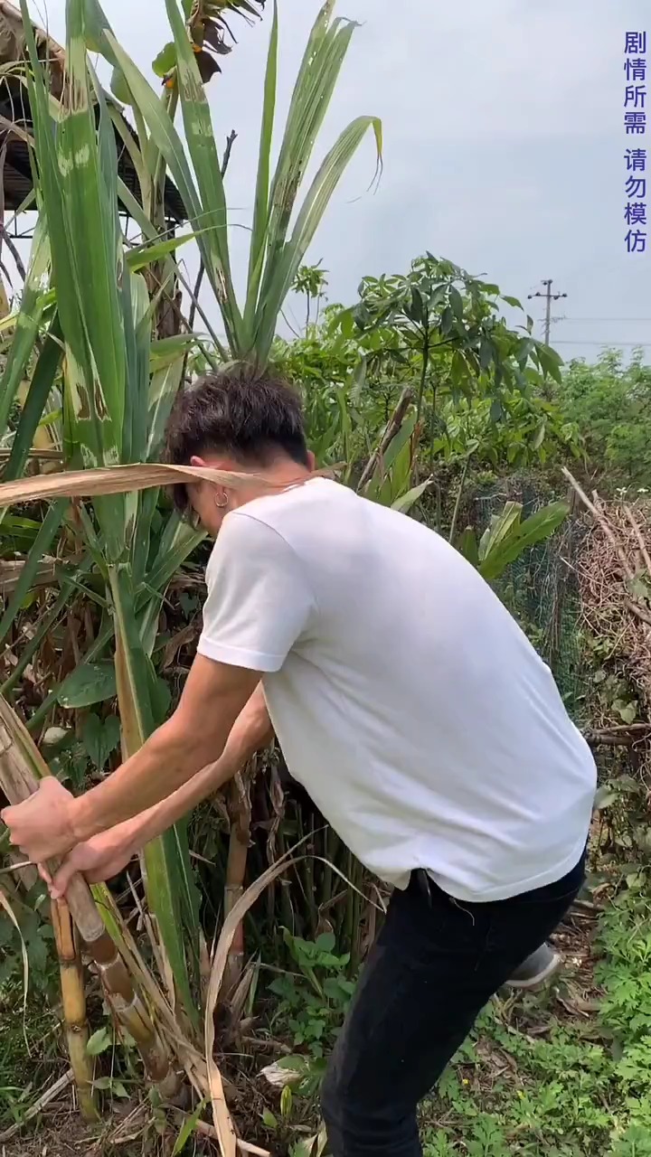你们要的甘蔗大结局来了老铁们#搞笑