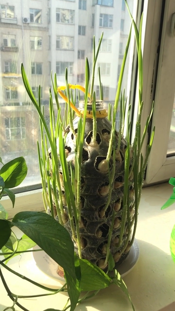 油桶种大蒜第6天97@{uid:1502349662339070,nick:经�%