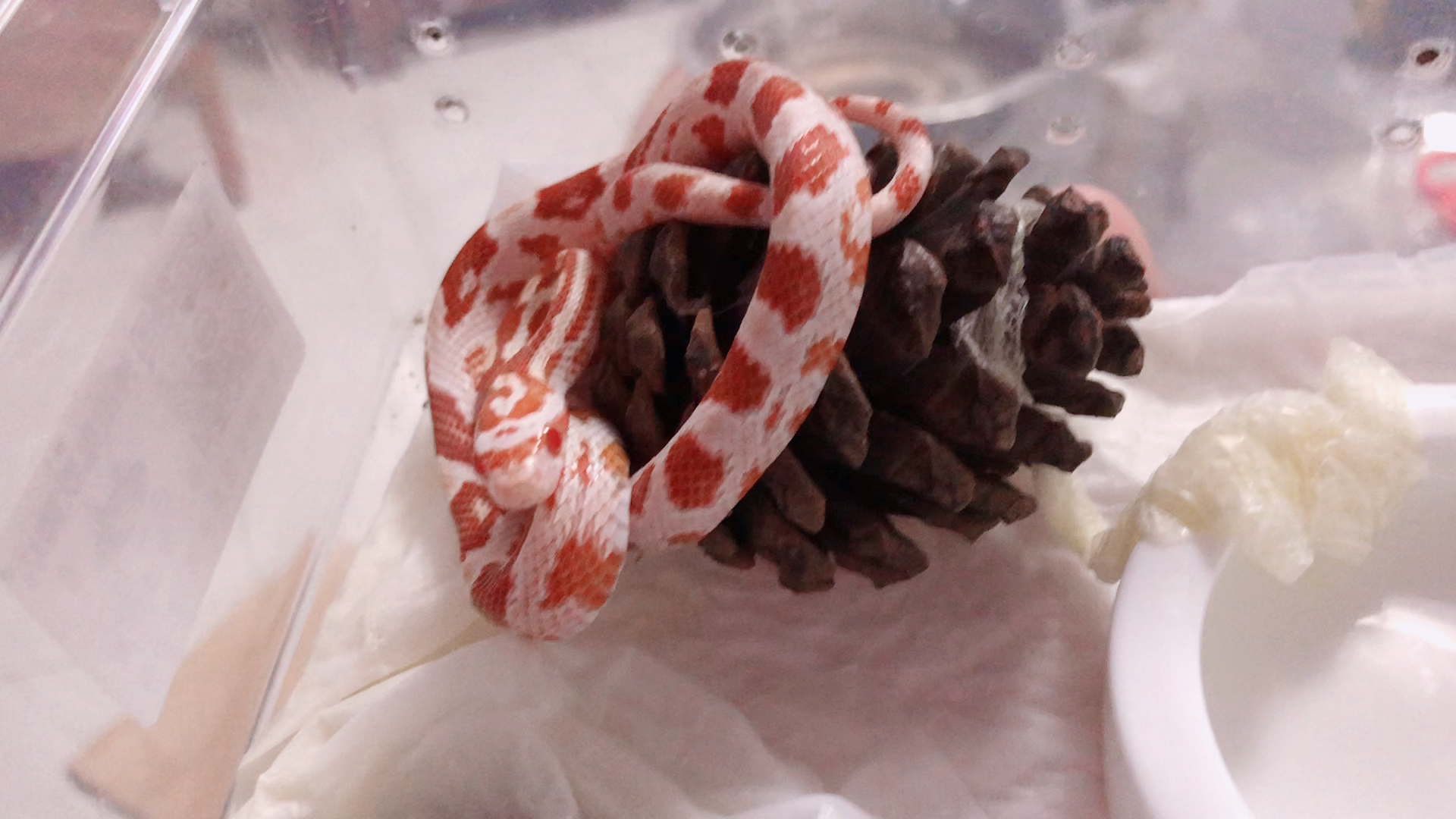 玉米蛇蜕皮,探测我的味道