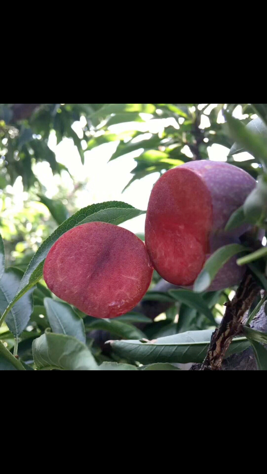 攀枝花鸡血李,九分甜一分酸