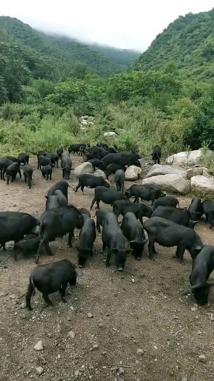 原生态散养藏香猪