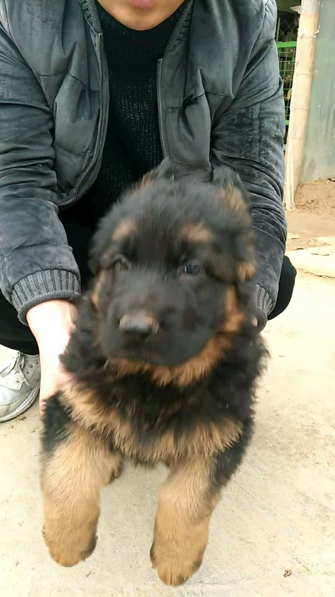 精品德牧幼犬,2-4个月左右,需要联系v