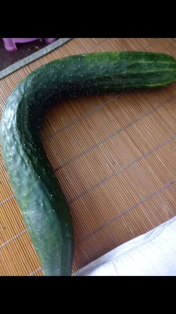 有见过这么粗的黄瓜吗9898