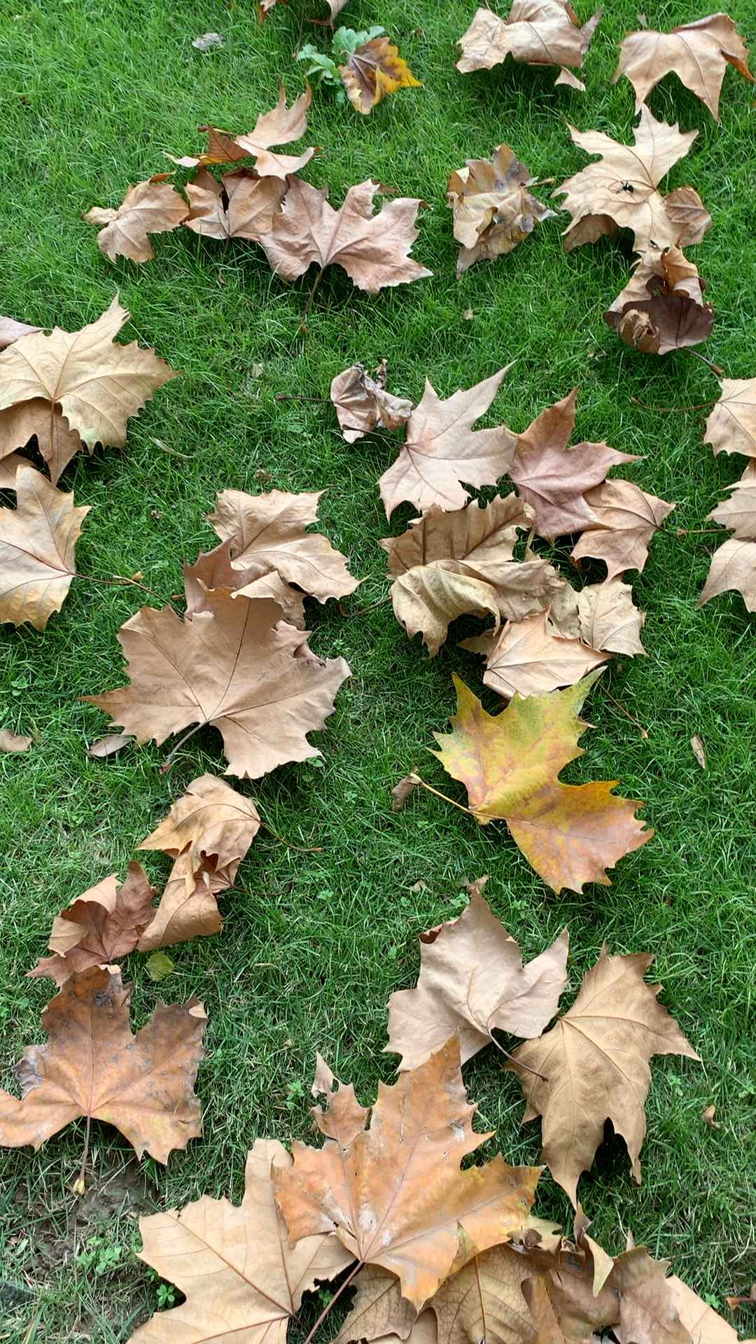 深秋法国梧桐的落叶 犹如被故意摆放般 整齐的洒落949993