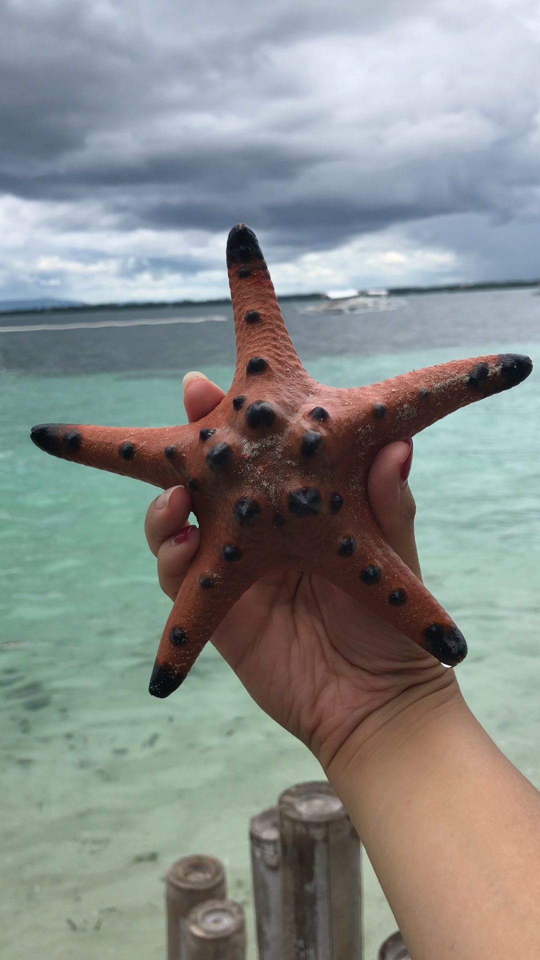 菲律宾处女岛发现了一只可爱的海星,赶紧让它回到大海的怀抱