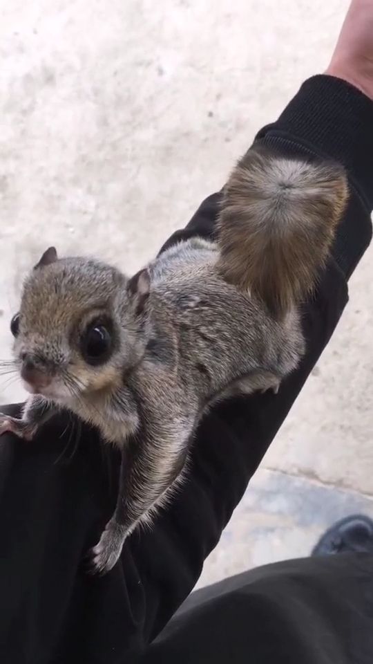 大眼飞鼠  大眼睛  冬季变白色   重点是会飞会滑翔哦