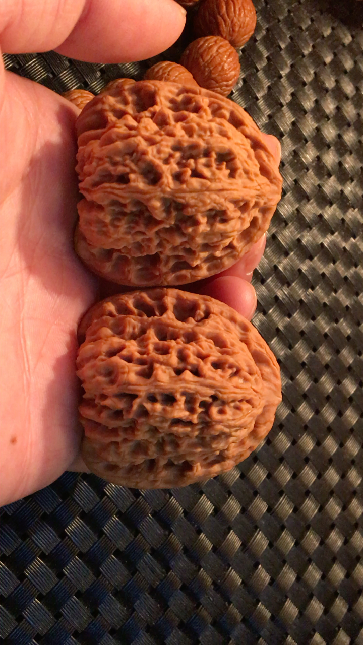 涿鹿老树南疆石