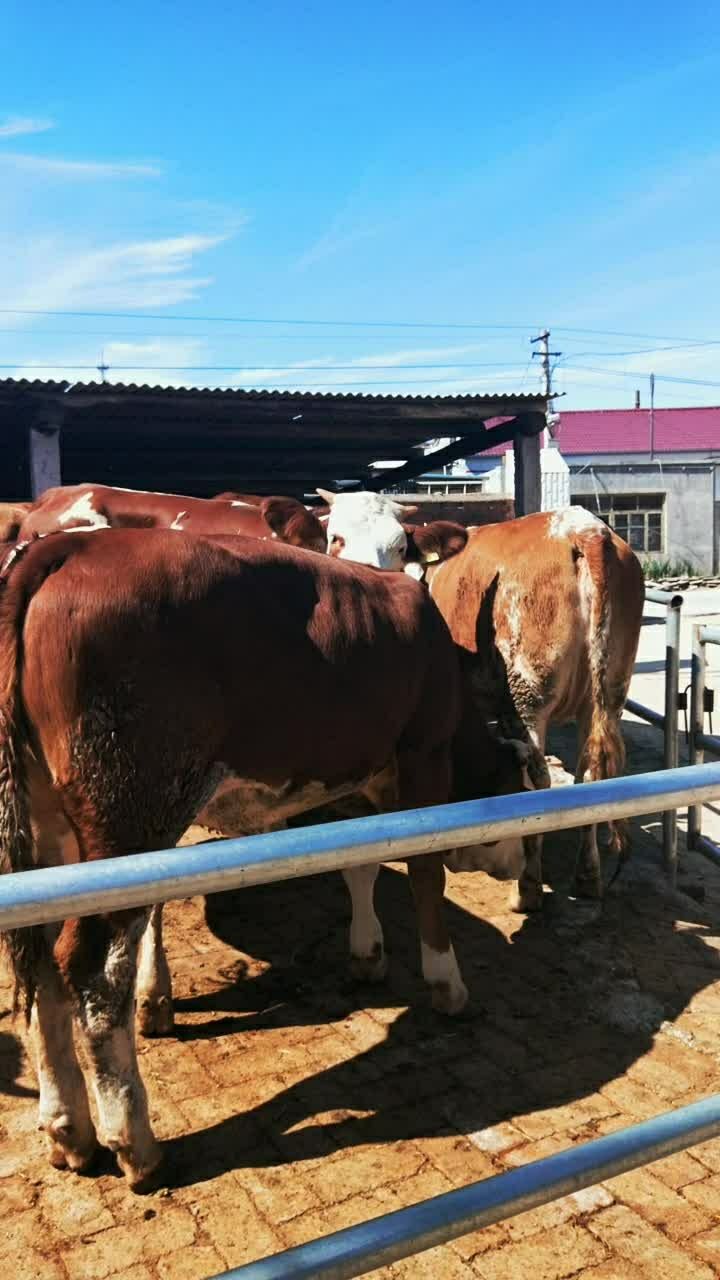 西门塔尔 紫红花大母牛